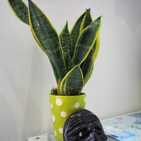 Διαμέρισμα Al 31 *