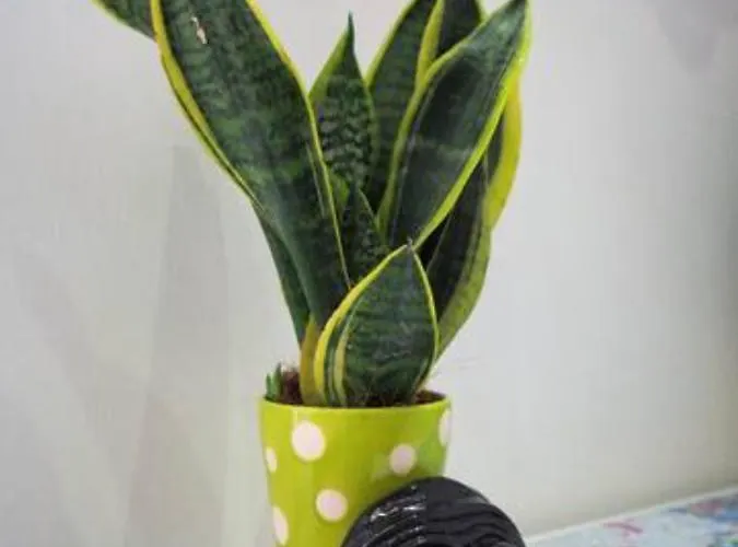 Appartamento Al 31 *